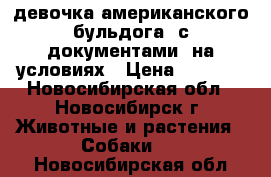 девочка американского бульдога  с документами  на условиях › Цена ­ 5 000 - Новосибирская обл., Новосибирск г. Животные и растения » Собаки   . Новосибирская обл.